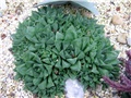 Haworthia cooperi